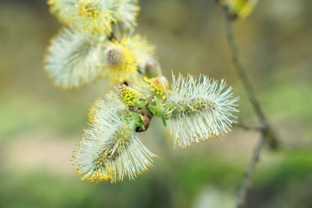 树接近黄色花粉的新花朵花粉白绿