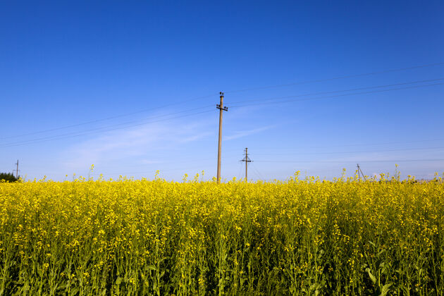 风景油菜开花地里的电线杆蓝天天空电力乡村