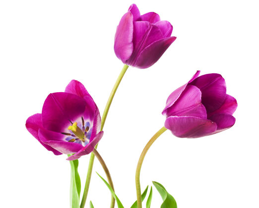 三月紫色郁金香特写花花束新鲜