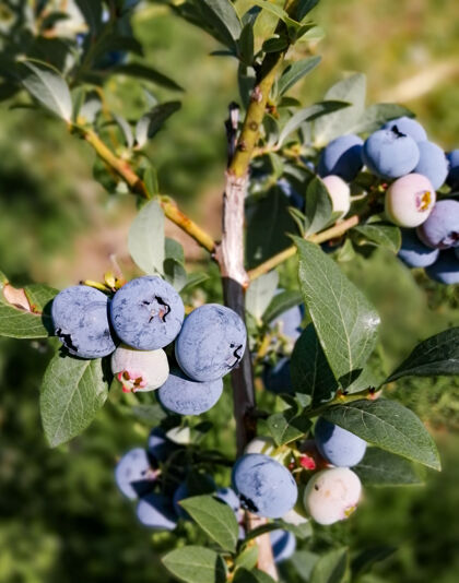 健康成熟的蓝莓丛生在蓝莓丛上灌木花园浆果