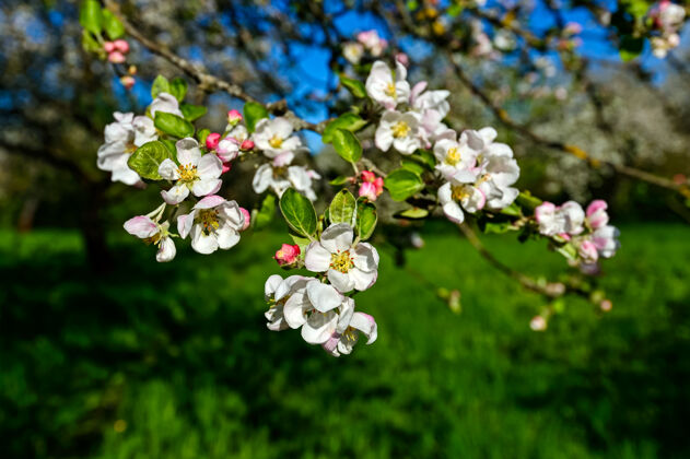 花园春天苹果树开白花枝果树花瓣