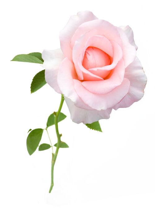 新鲜美丽的粉红玫瑰隔离在白色背景上花朵绽放玫瑰