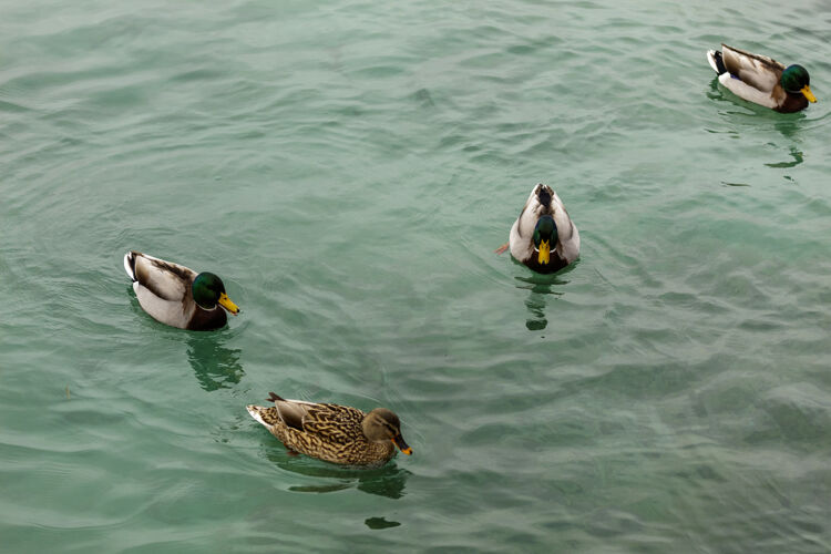 池塘嘉达湖野鸭冬季低温度使它们变得缓慢和安静喙野生动物户外