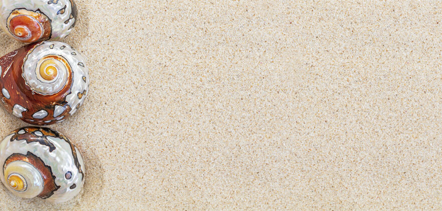 夏季棕色的贝壳鹦鹉螺在干净的白色沙滩上 复制空间 俯视图 横幅放松海洋纹理