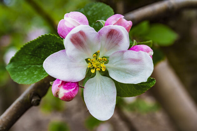 花头盛开的花树被未开放的花蕾包围着芽苹果树栽培植物