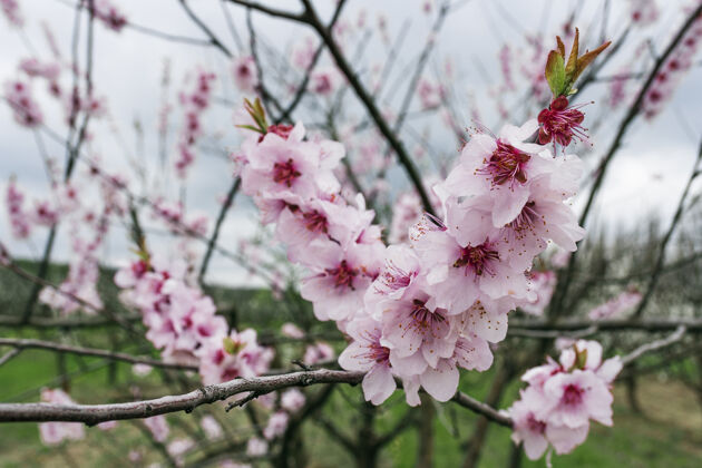 枝桃树枝头开花时带花农业花粉春天