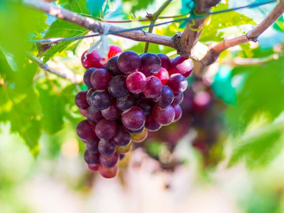 浆果黑欧泊葡萄它是一种无籽葡萄 有着特殊的风味 很受欢迎自然收获葡萄酒