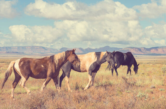 牧场马群在南美智利的牧场上奔跑北方动物马