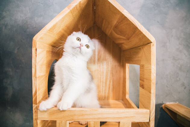 舒适白色苏格兰折叠猫站在漂亮的木制猫屋里 看着客厅里的相机恐惧可爱猫