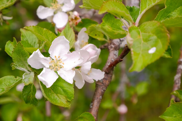 春天苹果树上盛开的树枝梅怀特夕阳下盛开的苹果树春天的季节 春天的颜色花户外新鲜