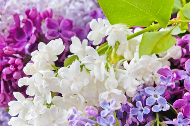 和谐美丽的白色和紫色丁香背景开花花开花