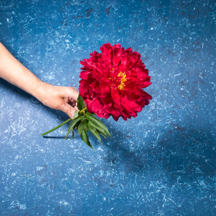 开花一位女士手拿一朵美丽的鲜红色牡丹花 背景是蓝色纹理 现代时尚 带阴影母亲节或妇女节的节日贺卡方形照片情人节婚礼装饰