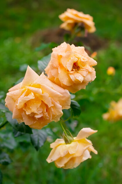 自然雨后花园里有三朵美丽的黄茶玫瑰滴花瓣芳香