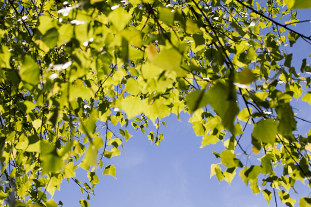 反对春天桦树嫩绿的叶子许多季节部分