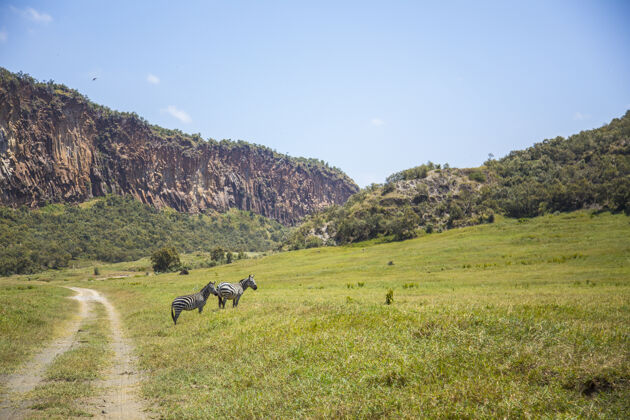 大草原奈瓦沙地狱门国家公园肯尼亚动物步行或骑自行车旅行目的地乡村生态