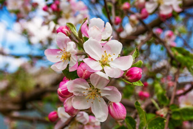 雌蕊在苹果树的一个单独的树枝上绽放着美丽脆弱的花朵和绚丽的花蕾花园栽培植物植物