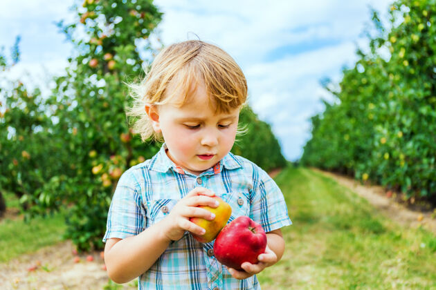 幼儿两岁的小男孩住在苹果园里 手里拿着两个苹果孩子美味乡村