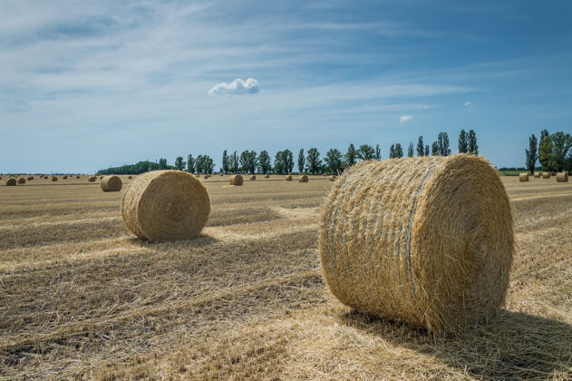 农业有干草堆的倾斜麦田草地风景夏天