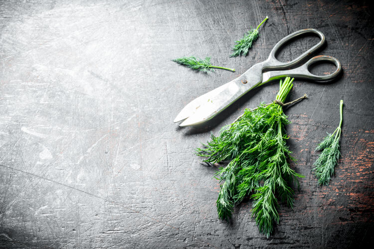 草药新鲜莳萝用剪刀放在深色的乡村桌子上烹饪成熟食物