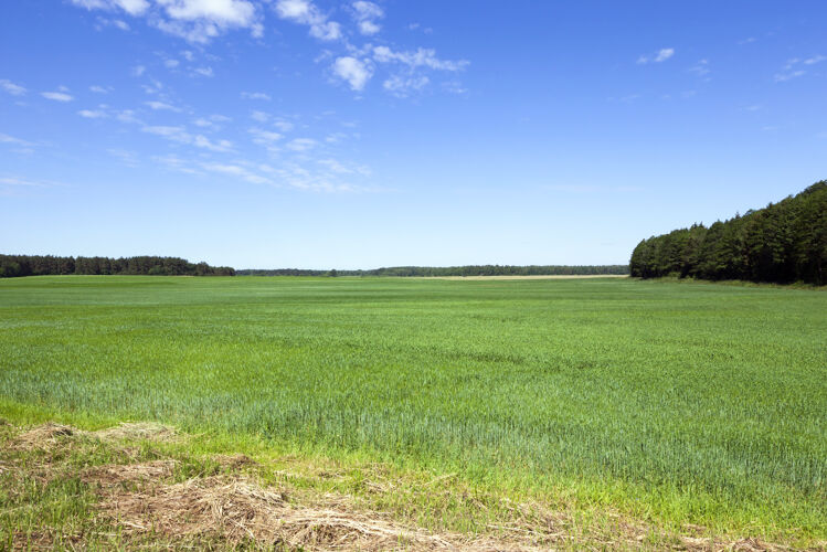 植物春天或夏天的景观 从一个农业领域与谷物尚未成熟白天牧场草地