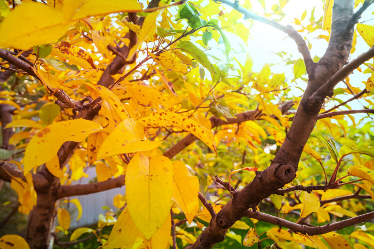树秋天五彩缤纷的黄叶黄色宁静节日