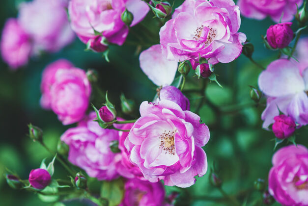 五颜六色粉色白色可爱的玫瑰花在夏天-当归玫瑰玫瑰花背景优雅