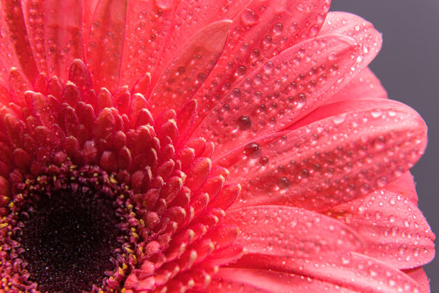 水滴粉红色的非洲菊花瓣上有许多细小的水微滴.macro巴德特写镜头花瓣湿自然