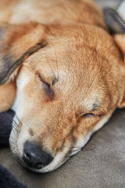 朋友可爱的红毛狗垂着耳朵睡在毯子上的沙发上品种狗中风