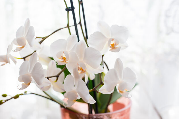 分支白色兰花孤立柔软可爱的花朵被认为是一种艺术构图 蝴蝶兰花 文字的地方花园花盆花