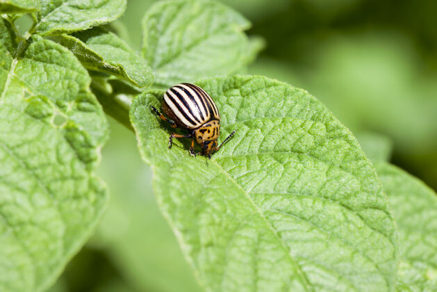 有机科罗拉多甲虫坐在一片绿色的马铃薯叶子上虫子植物叶子