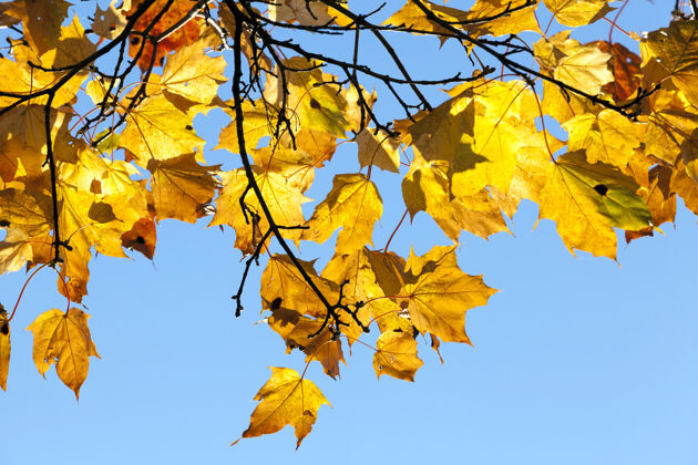 明亮秋天的树季节照片特写蓝色户外场景