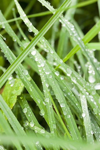 旧雨后的青草 布满了水滴设备春天飞溅
