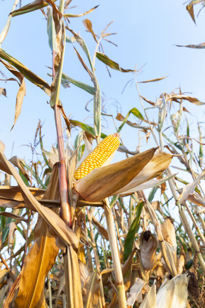 种子成熟的黄色干玉米生长在一片农田里 玉米穗长满了植物 天空蔚蓝农场充满活力活动