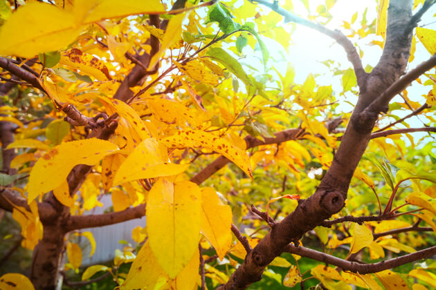 树秋天五彩缤纷的黄叶黄色宁静节日