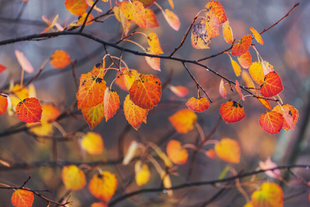 辉光秋天五彩缤纷的黄叶季节结束-上篮树枝美丽的自然乡村
