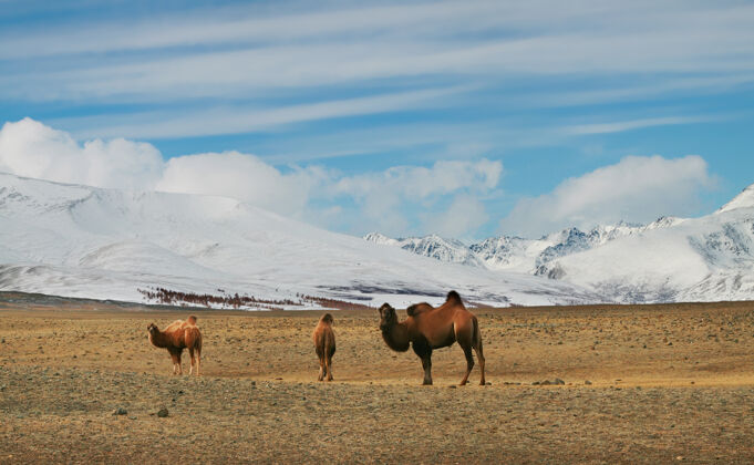 山地蒙古山地草原上的双峰驼牧群森林自然