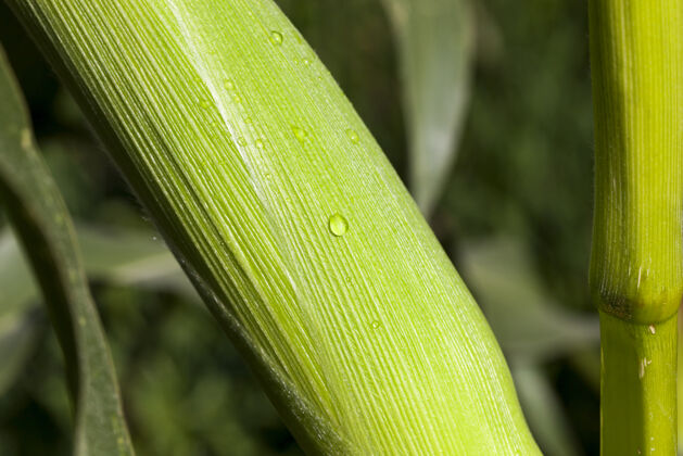 食物露珠和冷凝液滴在玉米芯的绿叶上 特写镜头玉米棒明亮滴