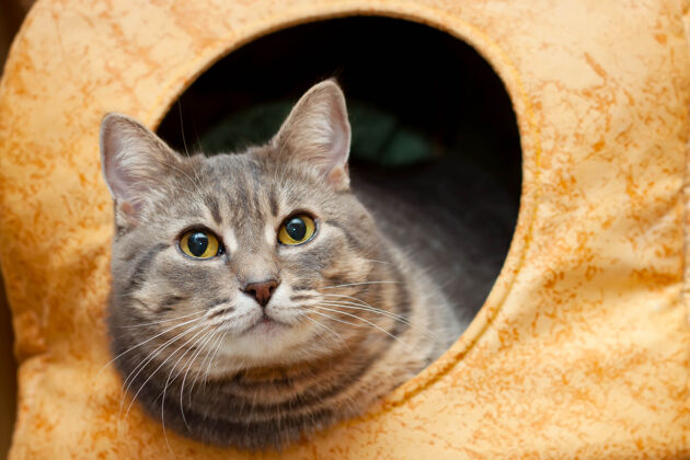 有趣黄猫屋灰斑家猫画像前进猫房子猫