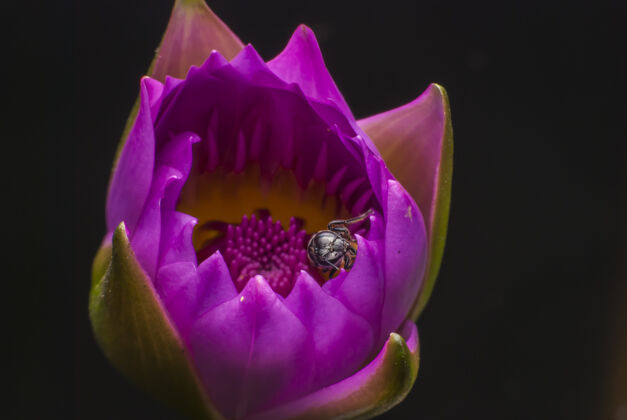 紫色美丽的莲花上的蜜蜂颜色花粉苍蝇