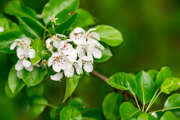 五月春天背景白色绿叶盛开的花朵 盛开的梨子夏天花户外