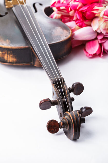 特写白底镶郁金香的黑色老小提琴艺术家文化花