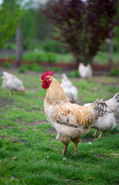 牧场公鸡和鸡免费的放养公鸡和母鸡牧场农村鸡