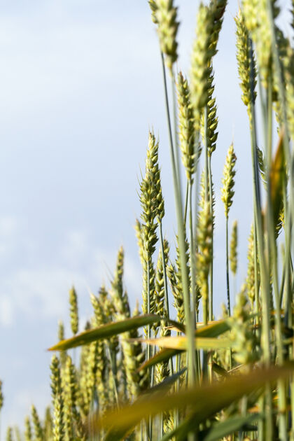 草青青的麦穗映衬着蓝天 农田里种着五谷杂粮场景谷物种子