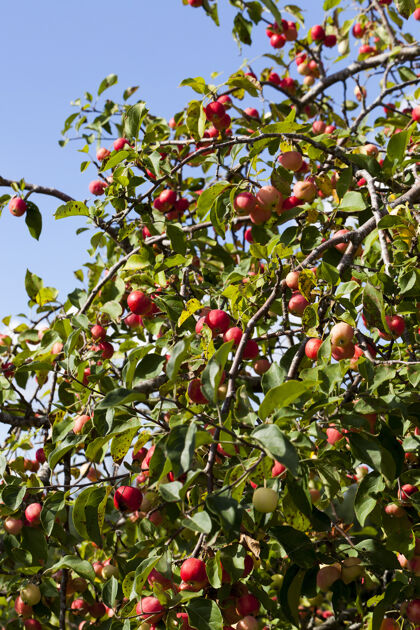 其中大量红色的野生小苹果点缀在绿叶间 反衬着夏末的大自然农作物野生环境