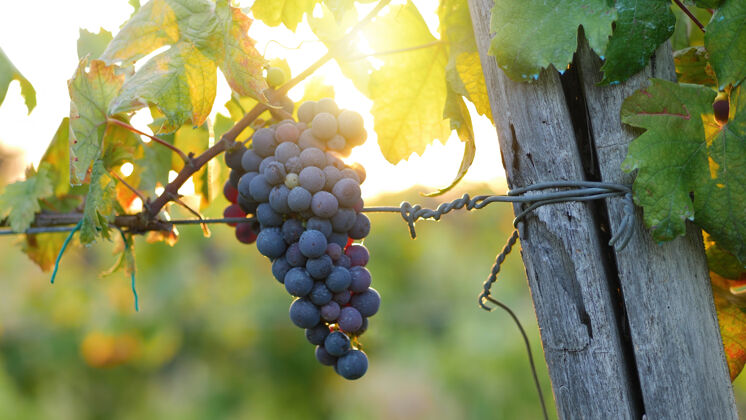 花园一束红葡萄日落阳光明媚背景.flare温暖的灯光告诉葡萄的收获期 为生产葡萄酒葡萄酒背光特写