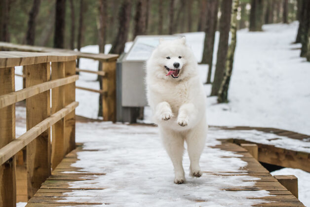 有趣萨莫耶德白狗在雪道上跑 巴尔塔卡帕萨摩耶户外毛绒绒