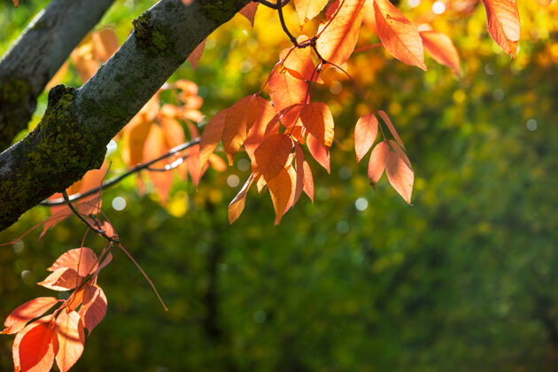 树枝秋天五彩缤纷的黄叶季节结束-上篮乡村植物橙色