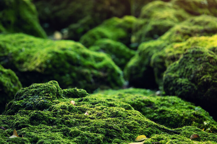 叶美丽的鲜绿色苔藓生长起来 覆盖着粗糙的石头和地板上森林秀带宏视图.岩石充满苔藓质感的壁纸环境景观细节
