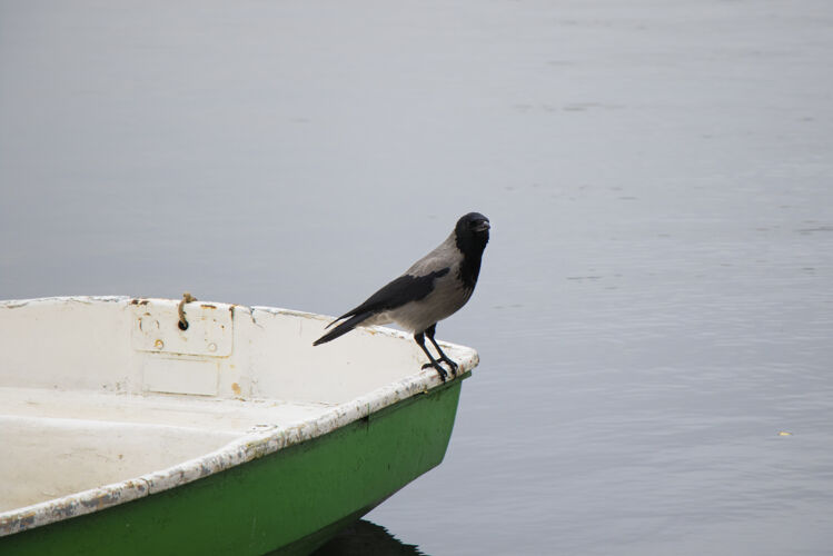 鸟大自然中的乌鸦 近水楼台自由动物群肖像