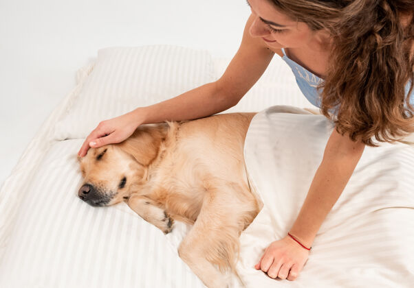 格子伤心的狗脸金毛猎犬睡在地上床狗用白毯子盖着狗休息动物